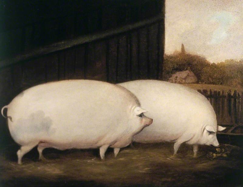 A Pair of Pigs
